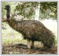 Emu Emu